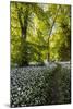 Flowers in a Woods Near Badbury Hill, Oxford, Oxfordshire, England, United Kingdom, Europe-Matthew Williams-Ellis-Mounted Photographic Print