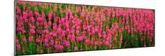 Premium Photographic Print