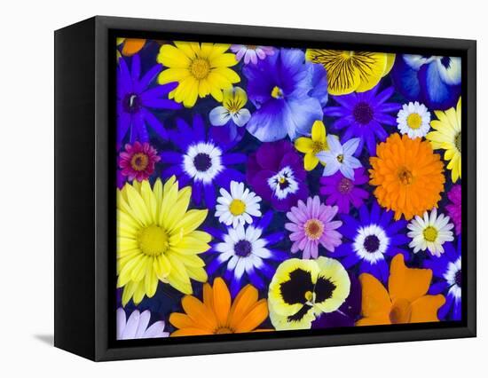 Flowers in Blues and Yellows-Darrell Gulin-Framed Premier Image Canvas