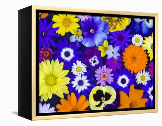 Flowers in Blues and Yellows-Darrell Gulin-Framed Premier Image Canvas