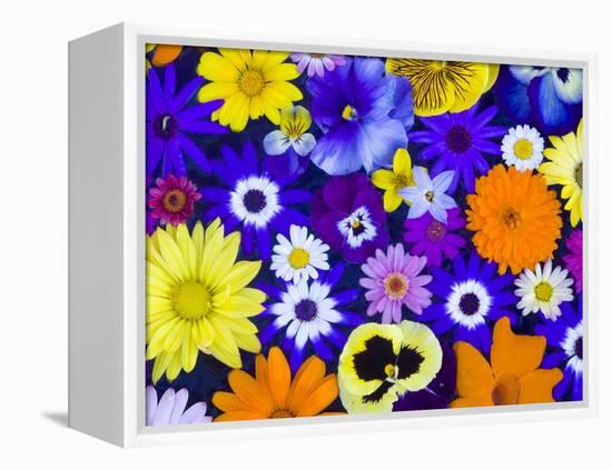 Flowers in Blues and Yellows-Darrell Gulin-Framed Premier Image Canvas