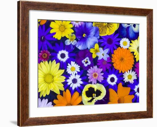 Flowers in Blues and Yellows-Darrell Gulin-Framed Photographic Print