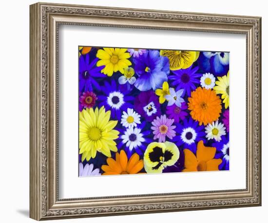 Flowers in Blues and Yellows-Darrell Gulin-Framed Photographic Print