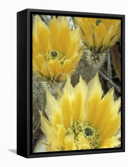 Flowers in Chihuahuan Desert, Big Bend National Park, Texas, USA-Scott T^ Smith-Framed Premier Image Canvas