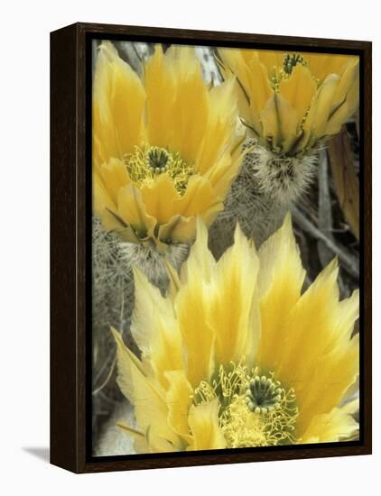 Flowers in Chihuahuan Desert, Big Bend National Park, Texas, USA-Scott T^ Smith-Framed Premier Image Canvas