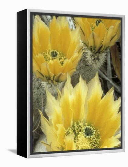 Flowers in Chihuahuan Desert, Big Bend National Park, Texas, USA-Scott T^ Smith-Framed Premier Image Canvas
