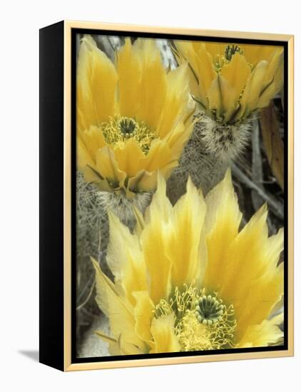 Flowers in Chihuahuan Desert, Big Bend National Park, Texas, USA-Scott T^ Smith-Framed Premier Image Canvas