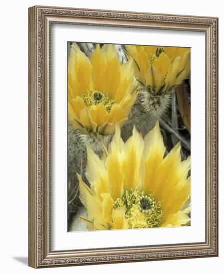 Flowers in Chihuahuan Desert, Big Bend National Park, Texas, USA-Scott T^ Smith-Framed Photographic Print