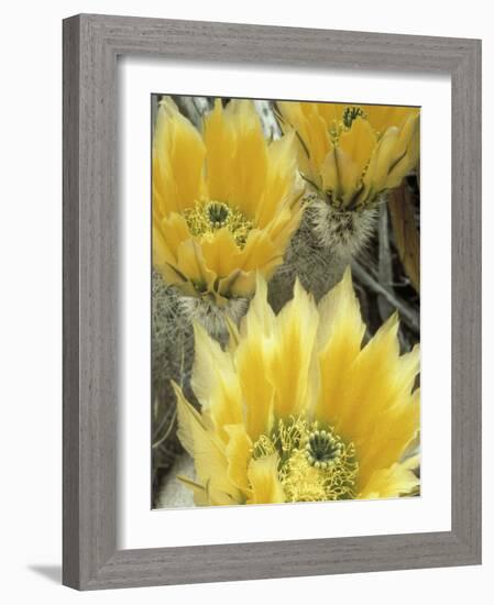 Flowers in Chihuahuan Desert, Big Bend National Park, Texas, USA-Scott T^ Smith-Framed Photographic Print