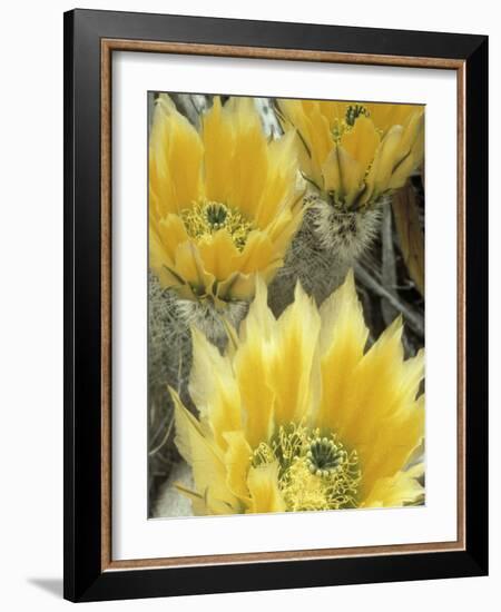 Flowers in Chihuahuan Desert, Big Bend National Park, Texas, USA-Scott T^ Smith-Framed Photographic Print