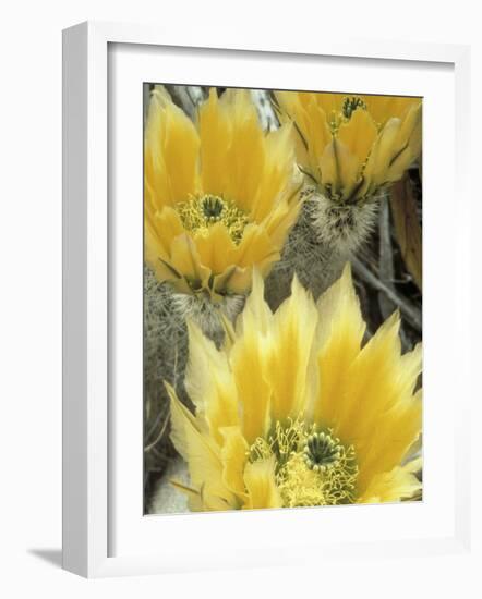 Flowers in Chihuahuan Desert, Big Bend National Park, Texas, USA-Scott T^ Smith-Framed Photographic Print