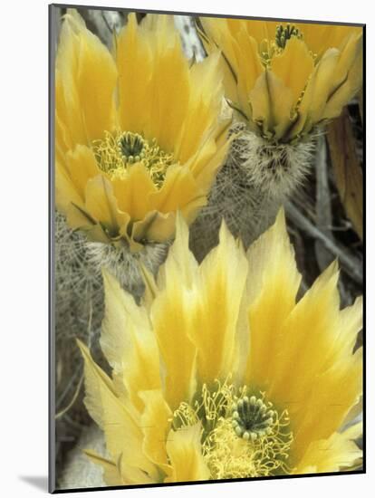 Flowers in Chihuahuan Desert, Big Bend National Park, Texas, USA-Scott T^ Smith-Mounted Photographic Print