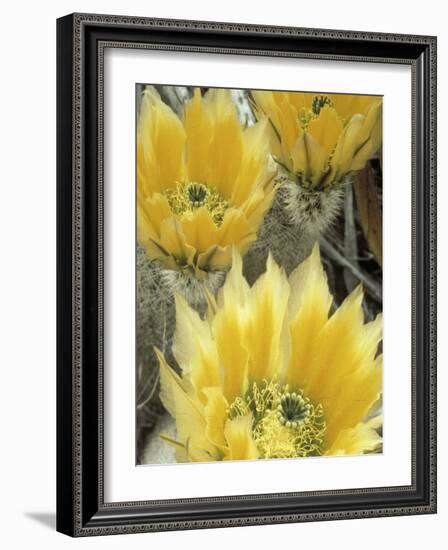 Flowers in Chihuahuan Desert, Big Bend National Park, Texas, USA-Scott T^ Smith-Framed Photographic Print