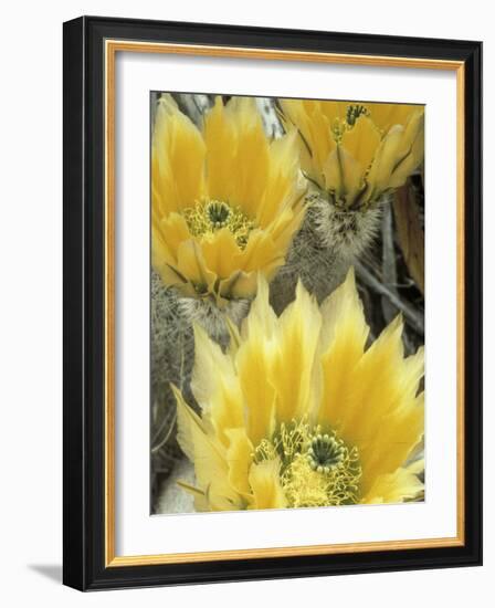 Flowers in Chihuahuan Desert, Big Bend National Park, Texas, USA-Scott T^ Smith-Framed Photographic Print