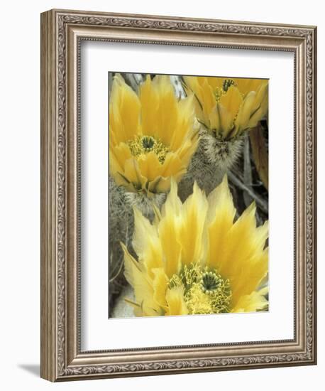 Flowers in Chihuahuan Desert, Big Bend National Park, Texas, USA-Scott T^ Smith-Framed Photographic Print