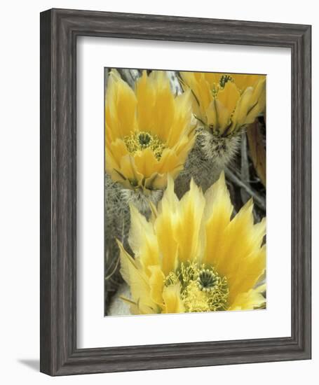 Flowers in Chihuahuan Desert, Big Bend National Park, Texas, USA-Scott T^ Smith-Framed Photographic Print