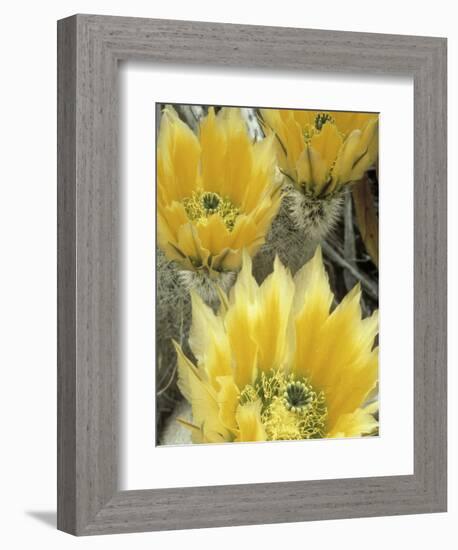 Flowers in Chihuahuan Desert, Big Bend National Park, Texas, USA-Scott T^ Smith-Framed Photographic Print