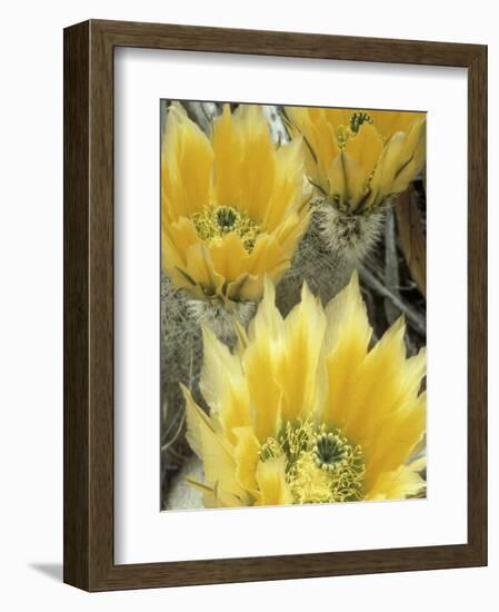 Flowers in Chihuahuan Desert, Big Bend National Park, Texas, USA-Scott T^ Smith-Framed Photographic Print