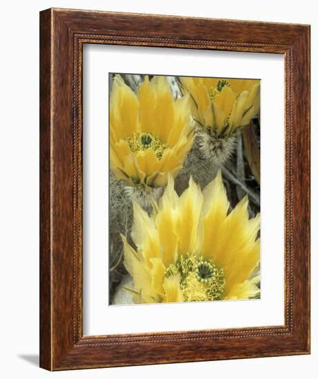 Flowers in Chihuahuan Desert, Big Bend National Park, Texas, USA-Scott T^ Smith-Framed Photographic Print