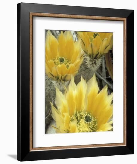 Flowers in Chihuahuan Desert, Big Bend National Park, Texas, USA-Scott T^ Smith-Framed Photographic Print