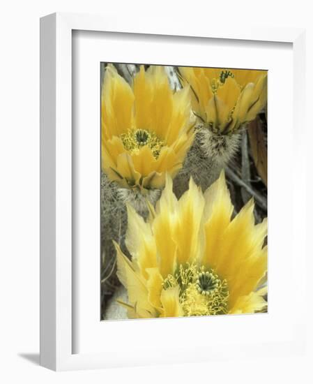 Flowers in Chihuahuan Desert, Big Bend National Park, Texas, USA-Scott T^ Smith-Framed Photographic Print