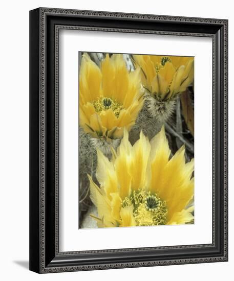 Flowers in Chihuahuan Desert, Big Bend National Park, Texas, USA-Scott T^ Smith-Framed Photographic Print