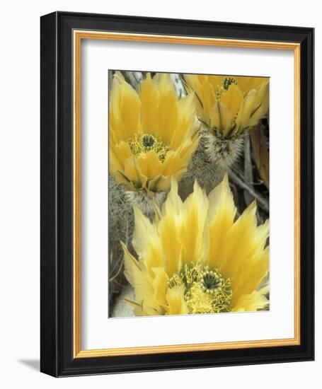 Flowers in Chihuahuan Desert, Big Bend National Park, Texas, USA-Scott T^ Smith-Framed Photographic Print