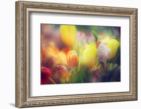 Flowers in Color Filters-Timofeeva Maria-Framed Photographic Print