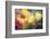 Flowers in Color Filters-Timofeeva Maria-Framed Photographic Print