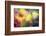 Flowers in Color Filters-Timofeeva Maria-Framed Photographic Print