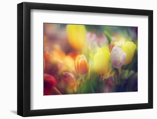 Flowers in Color Filters-Timofeeva Maria-Framed Photographic Print