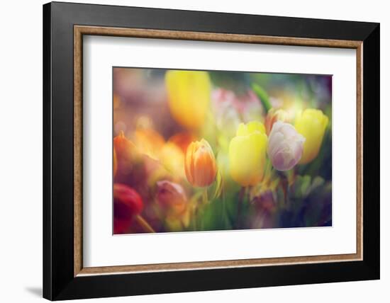 Flowers in Color Filters-Timofeeva Maria-Framed Photographic Print