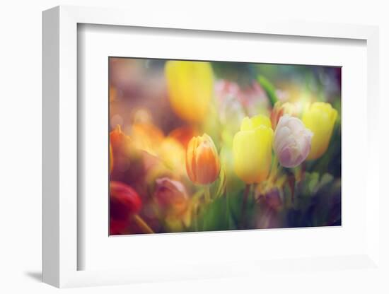 Flowers in Color Filters-Timofeeva Maria-Framed Photographic Print