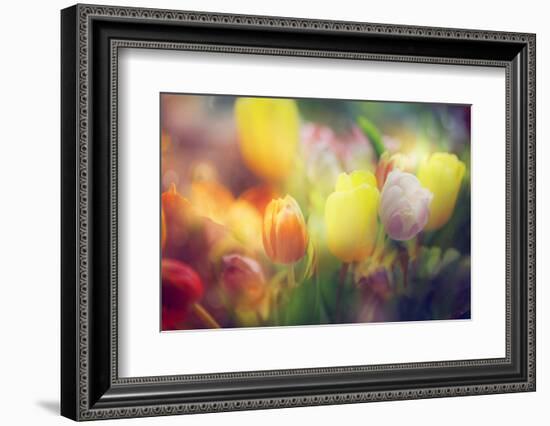 Flowers in Color Filters-Timofeeva Maria-Framed Photographic Print