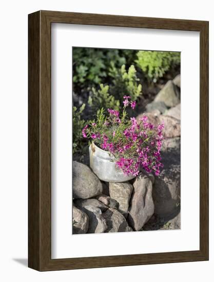 Flowers in Old Saucepan-Andrea Haase-Framed Photographic Print