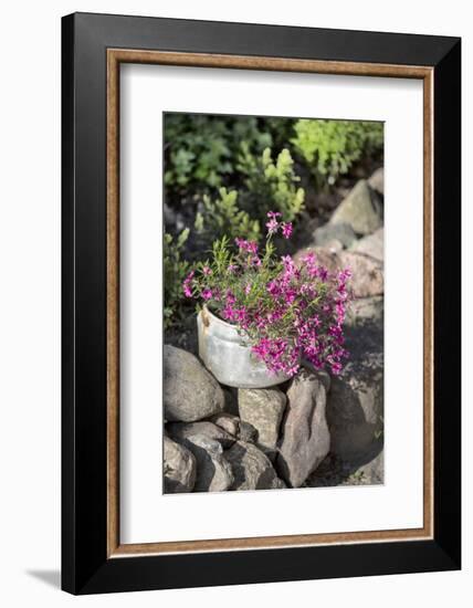 Flowers in Old Saucepan-Andrea Haase-Framed Photographic Print