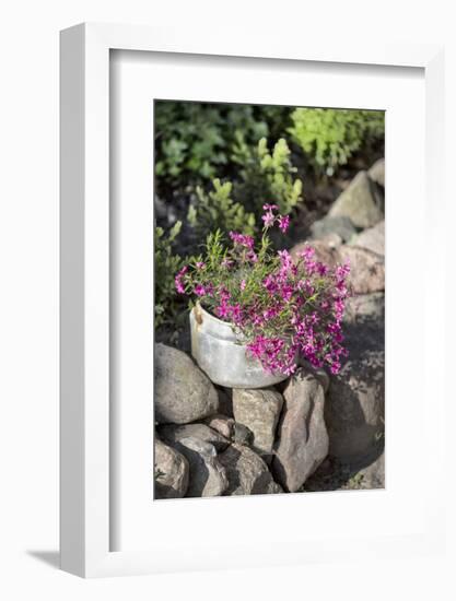 Flowers in Old Saucepan-Andrea Haase-Framed Photographic Print