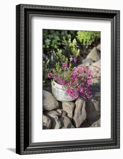 Flowers in Old Saucepan-Andrea Haase-Framed Photographic Print