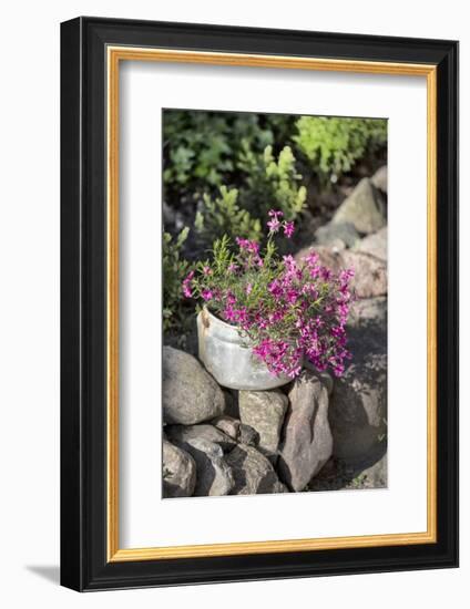 Flowers in Old Saucepan-Andrea Haase-Framed Photographic Print