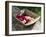 Flowers in Old Wooden Tray, Goreme, Cappadocia, Turkey-R H Productions-Framed Photographic Print