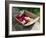 Flowers in Old Wooden Tray, Goreme, Cappadocia, Turkey-R H Productions-Framed Photographic Print