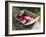 Flowers in Old Wooden Tray, Goreme, Cappadocia, Turkey-R H Productions-Framed Photographic Print