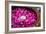 Flowers in Spa-Marina Pissarova-Framed Photographic Print