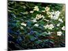 Flowers in stream-Linda Arthurs-Mounted Giclee Print