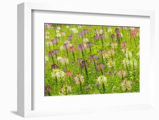 Flowers in the flower farm, Furano, Hokkaido Prefecture, Japan-Keren Su-Framed Photographic Print