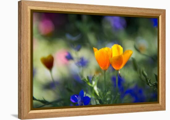 Flowers in the Garden of the Alhambra-Alex Saberi-Framed Premier Image Canvas