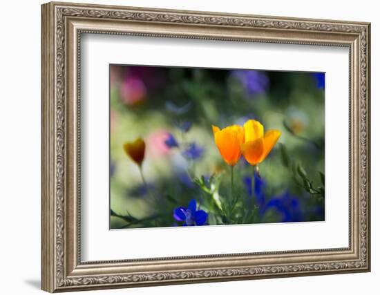 Flowers in the Garden of the Alhambra-Alex Saberi-Framed Photographic Print