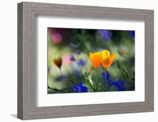 Flowers in the Garden of the Alhambra-Alex Saberi-Framed Photographic Print