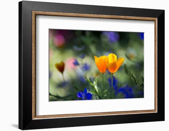 Flowers in the Garden of the Alhambra-Alex Saberi-Framed Photographic Print