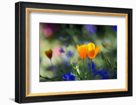 Flowers in the Garden of the Alhambra-Alex Saberi-Framed Photographic Print